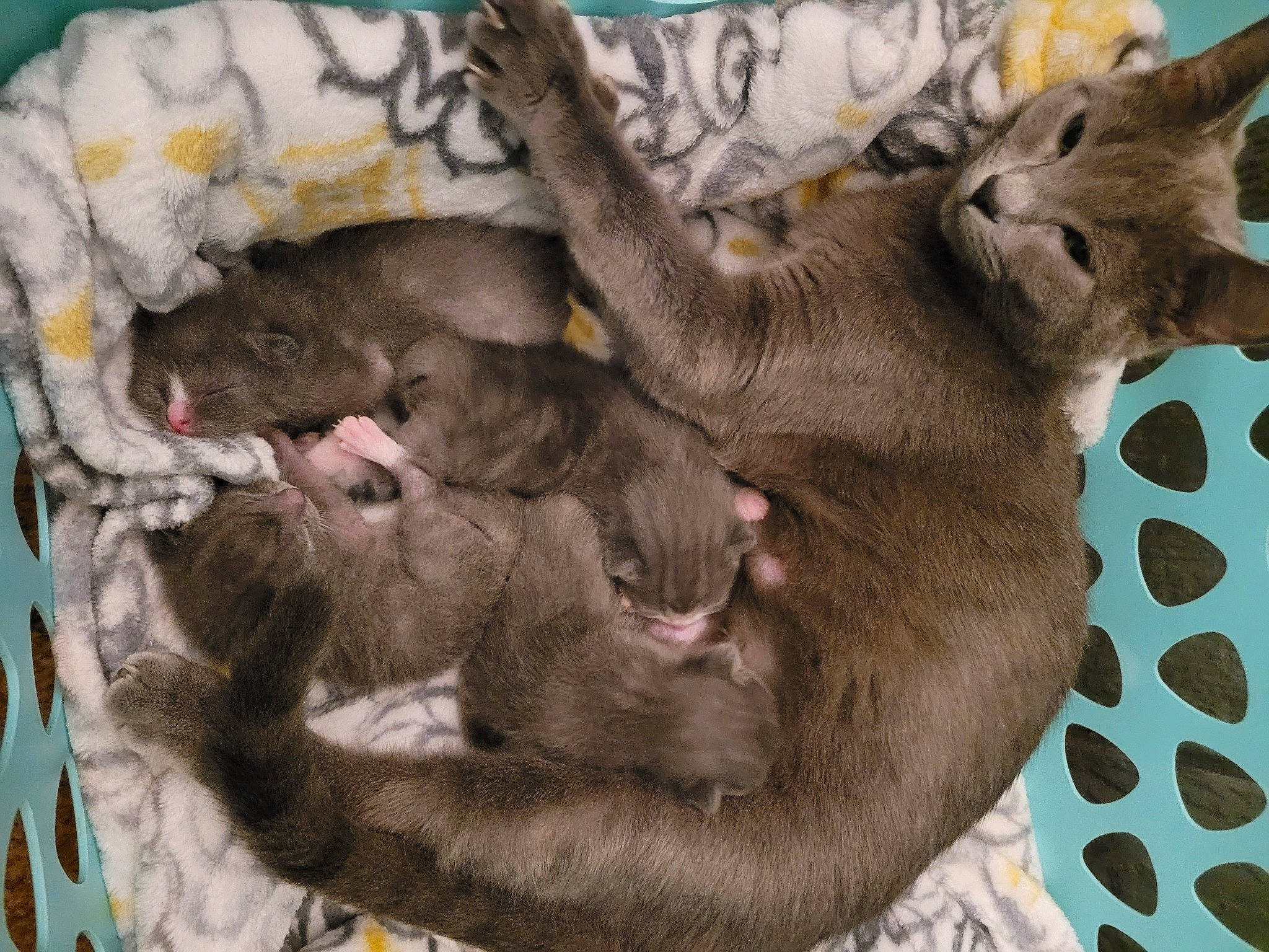 Katniss is registered to the contest to win money with this photo: carnivore, cat, cat_bed, cat_supply, claw, comfort, domestic_short_haired_cat, fawn, felidae, fur, grey, liver, nap, pattern, paw, small_to_medium_sized_cats, tail, terrestrial_animal, whiskers