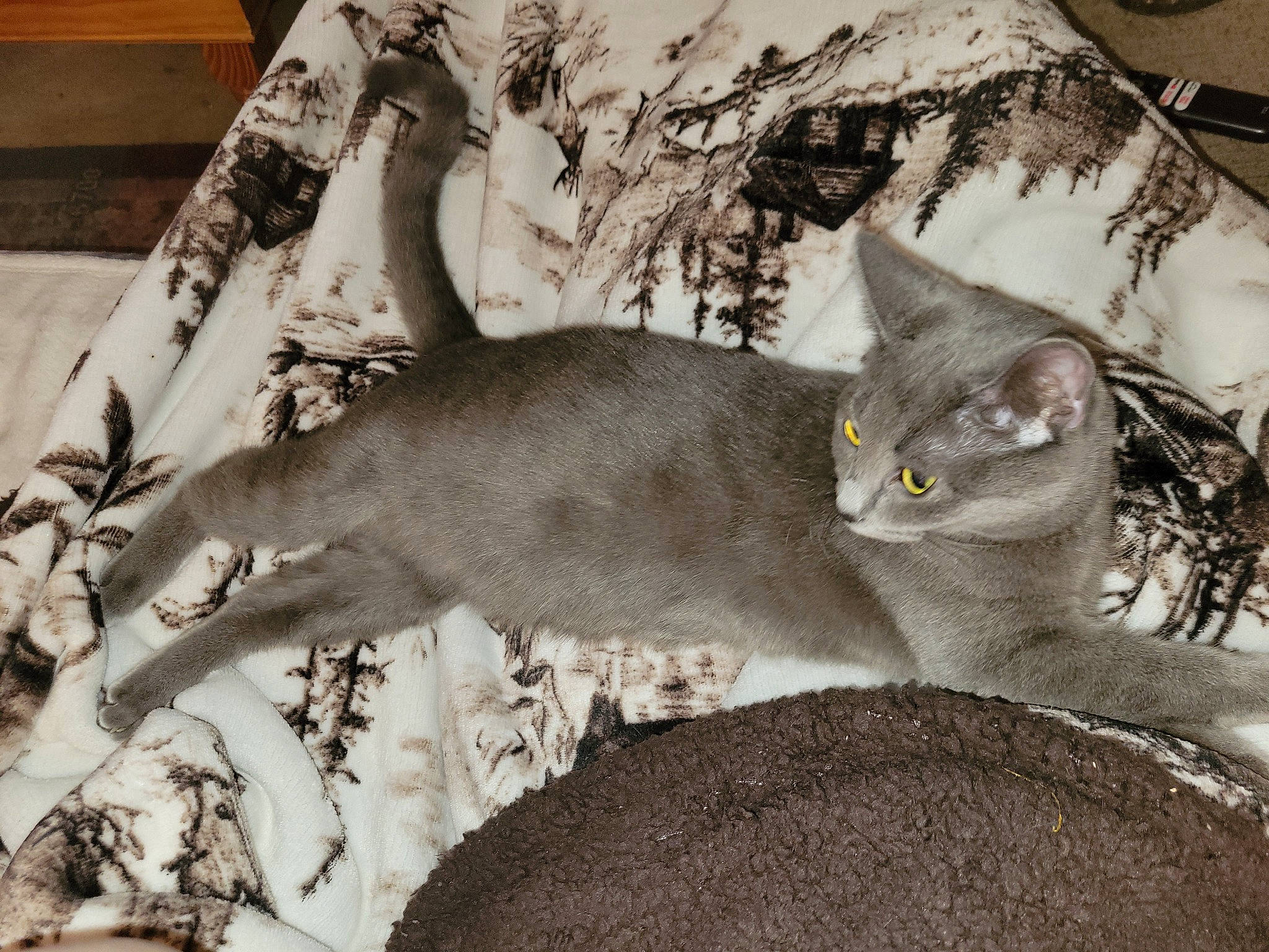 Katniss is registered to the contest to win money with this photo: branch, carnivore, cat, comfort, domestic_short_haired_cat, felidae, fur, grey, monochrome, monochrome_photography, paw, russian_blue, small_to_medium_sized_cats, snout, tail, tree, twig, whiskers, window, wood