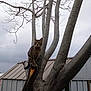 cat, tree, branch, outdoor, tabby_cat, animal, pet, fur, nature, sky, cloudy, building, roof, curious, alert, bare_tree, wildlife, perched, gray, daytime
