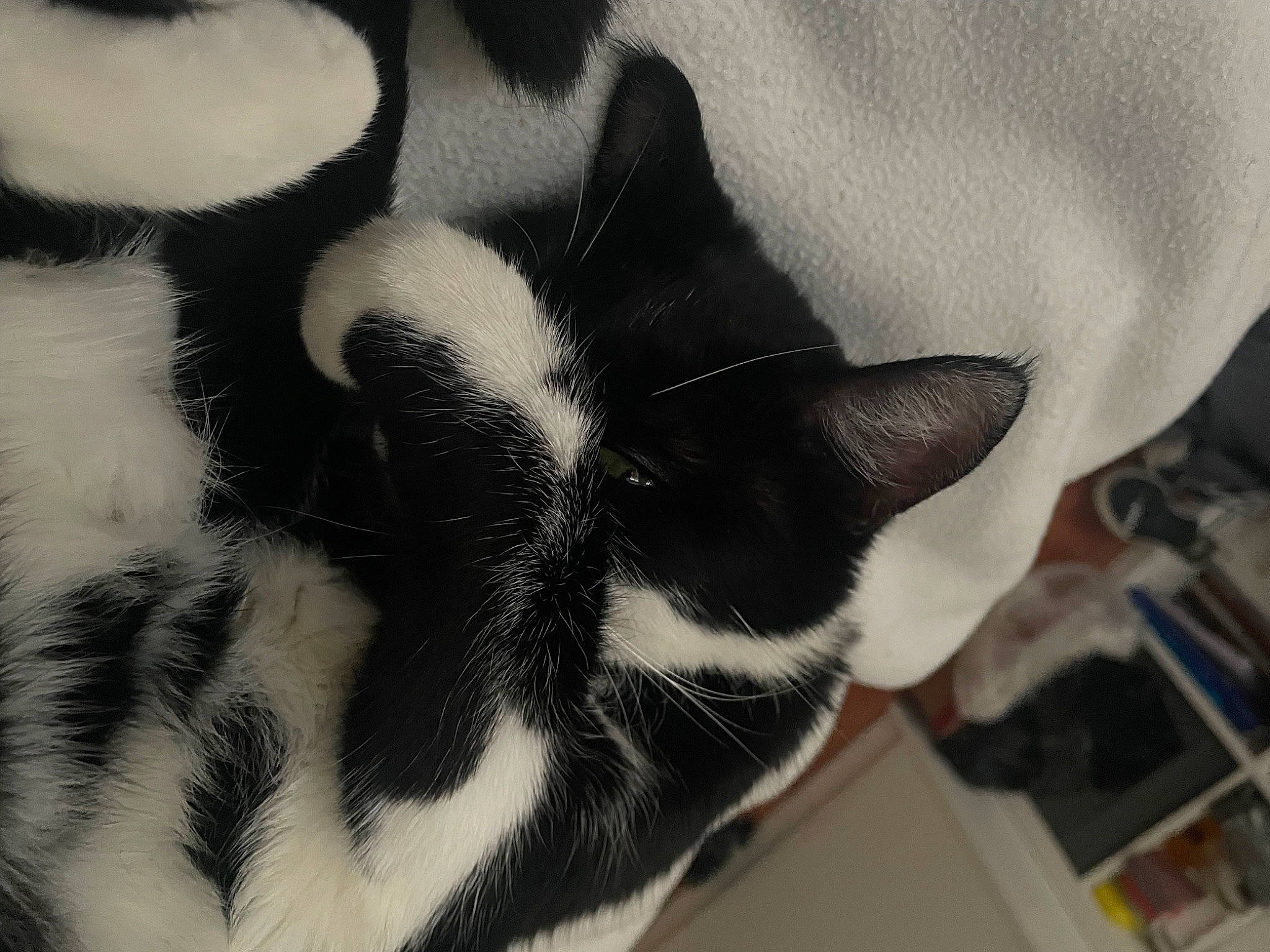 Madame a rejoint le concours — aidez-le/la à gagner de superbes lots ! carnivore, cat, close_up, comfort, companion_dog, dog_breed, eye, felidae, foot, fur, human_leg, monochrome, pattern, paw, sleeve, small_to_medium_sized_cats, snout, tail, terrestrial_animal, whiskers