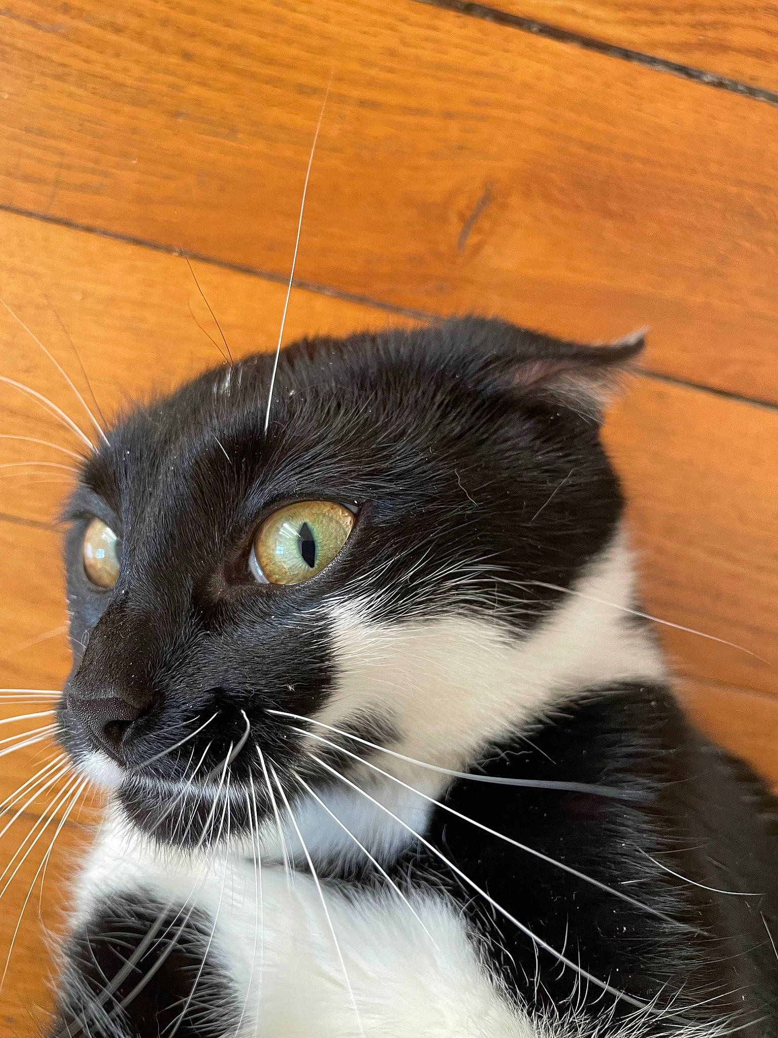 Madame a rejoint le concours — aidez-le/la à gagner de superbes lots ! black_cat, carnivore, cat, domestic_short_haired_cat, felidae, flooring, fur, hardwood, paw, plank, plywood, small_to_medium_sized_cats, tail, terrestrial_animal, varnish, whiskers, window, wood, wood_flooring, wood_stain