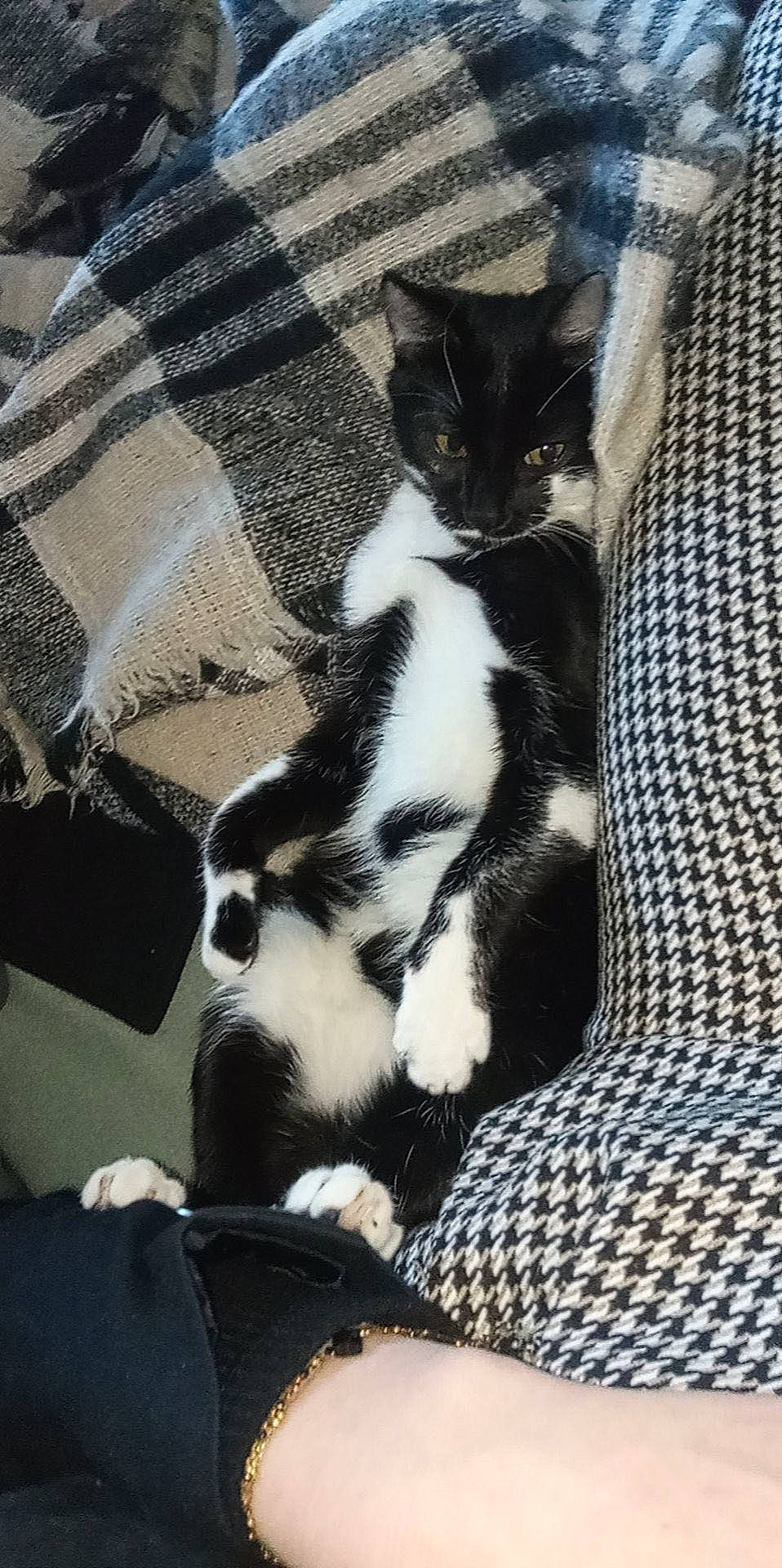 Madame a rejoint le concours — aidez-le/la à gagner de superbes lots ! carnivore, cat, claw, comfort, dog_breed, domestic_short_haired_cat, felidae, flooring, foot, formal_wear, fur, human_leg, pattern, paw, small_to_medium_sized_cats, tail, terrestrial_animal, whiskers, woven_fabric