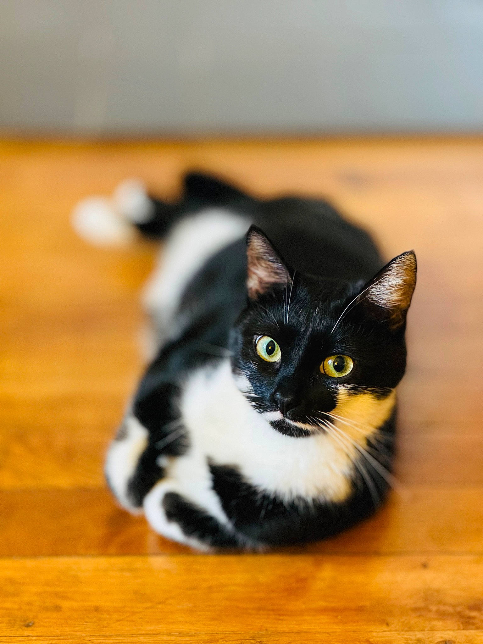 Madame a rejoint le concours — aidez-le/la à gagner de superbes lots ! black_cat, box, carnivore, cat, comfort, domestic_short_haired_cat, felidae, floor, flooring, fur, hardwood, paw, small_to_medium_sized_cats, snout, tail, varnish, whiskers, wood, wood_flooring, wood_stain