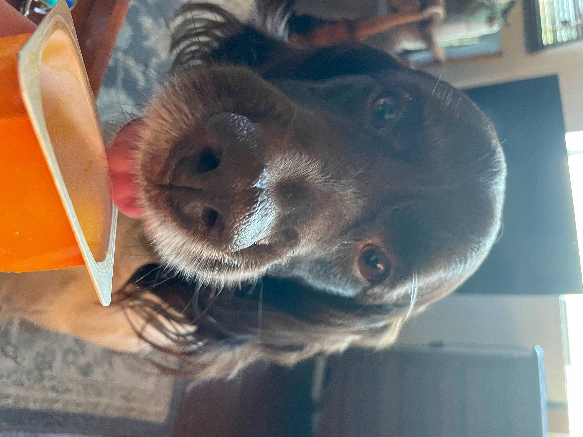 Jabba participe au concours pour gagner de l'argent avec cette photo : canidae, carnivore, collar, companion_dog, dog, dog_breed, dog_collar, ear, eyewear, fawn, fur, jaw, liver, metal, paw, selfie, snout, sporting_group, whiskers, working_animal