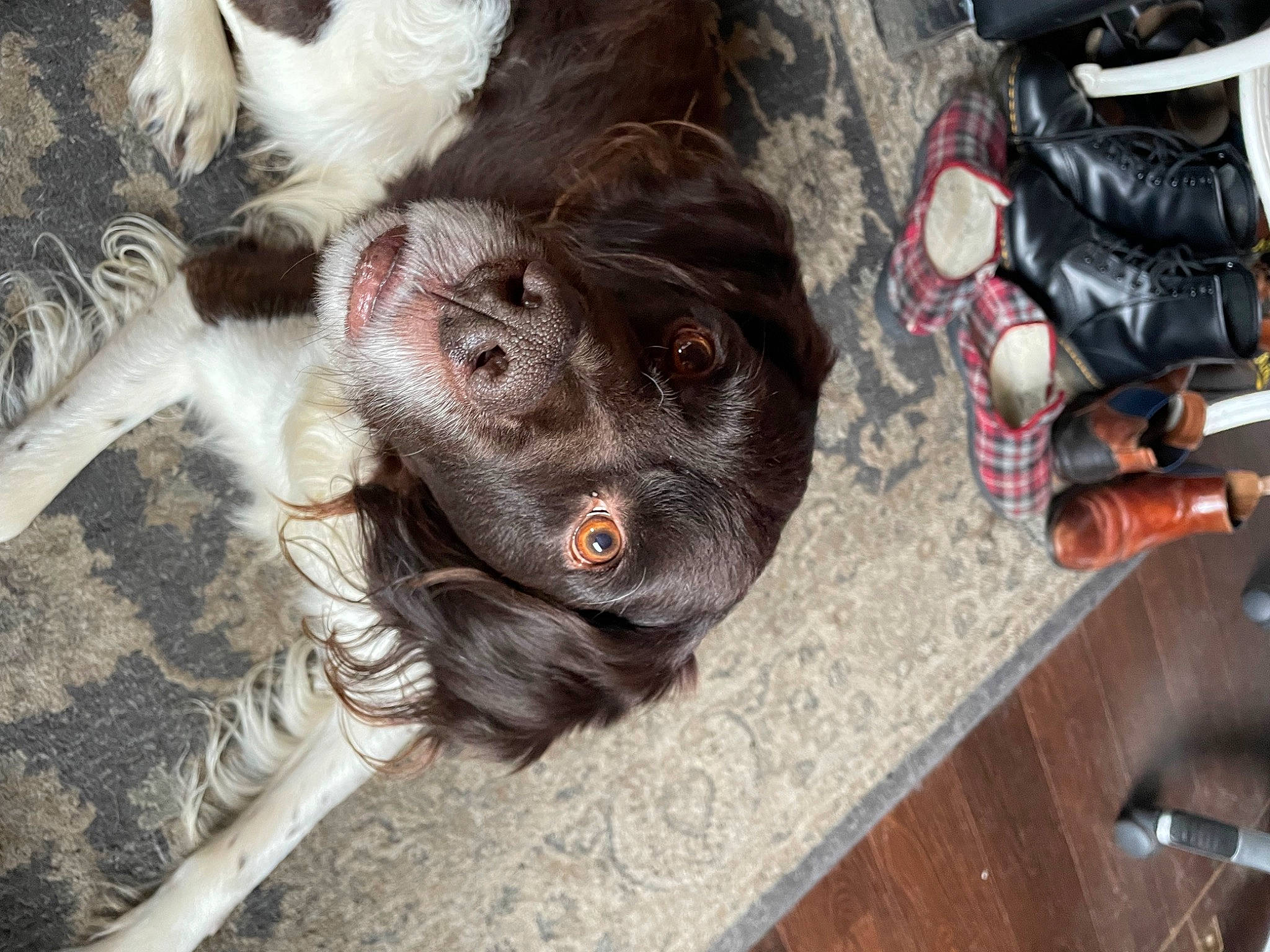 Jabba a rejoint le concours — aidez-le/la à gagner de superbes lots ! backpack, bag, canidae, carnivore, companion_dog, dog, dog_breed, fawn, flesh, fur, hardwood, liver, luggage_and_bags, snout, spaniel, sporting_group, table, whiskers, wood, working_animal