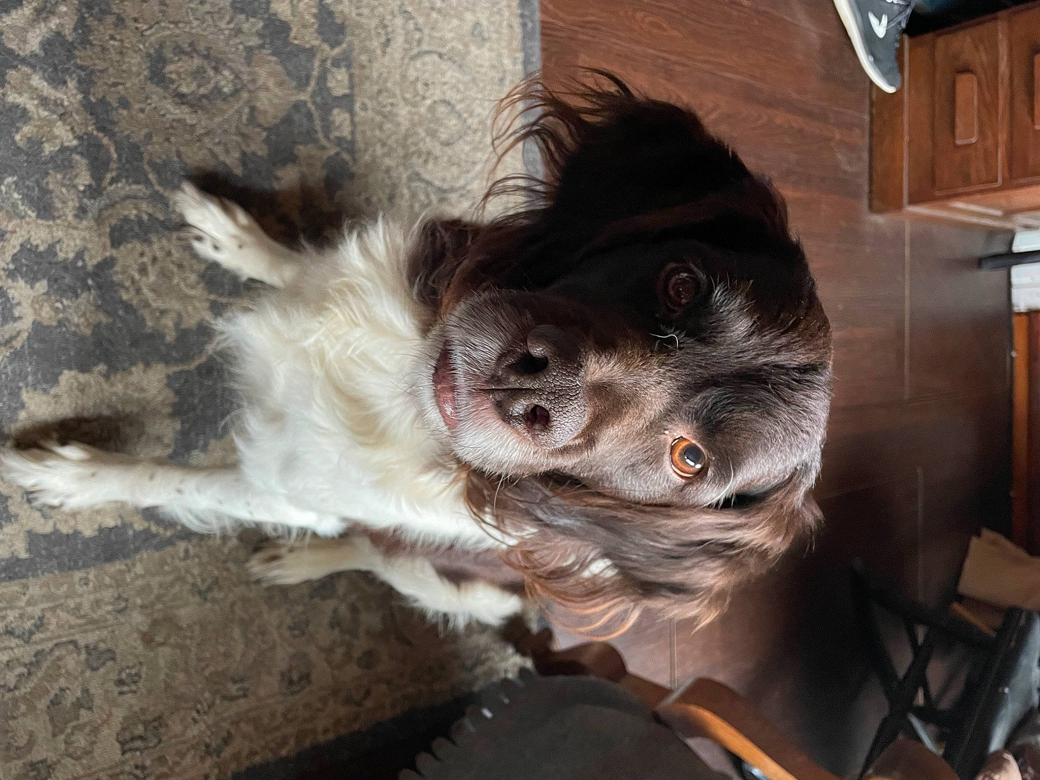 Jabba participe au concours pour gagner de l'argent avec cette photo : canidae, carnivore, companion_dog, dog, dog_breed, ear, fawn, felidae, fur, liver, paw, puppy, small_to_medium_sized_cats, snout, spaniel, sporting_group, tail, toy_dog, whiskers, working_animal