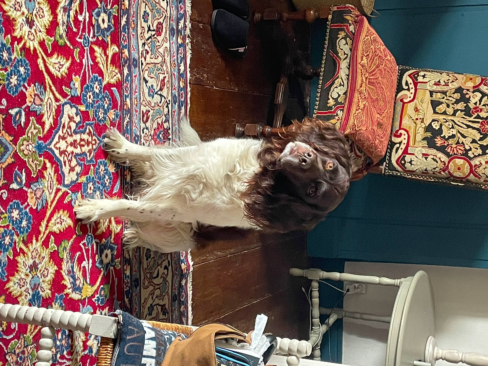 Jabba participe au concours pour gagner de l'argent avec cette photo : art, canidae, carnivore, carpet, companion_dog, dog, dog_breed, fur, pattern, room, sporting_group, textile, visual_arts, wood, working_animal