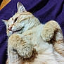 cat, ginger_cat, feline, pet, close_up, portrait, paws, fur, whiskers, ears, belly, relaxed, sleepy, blanket, purple_blanket, couch, leather_sofa, indoor, cute, nose
