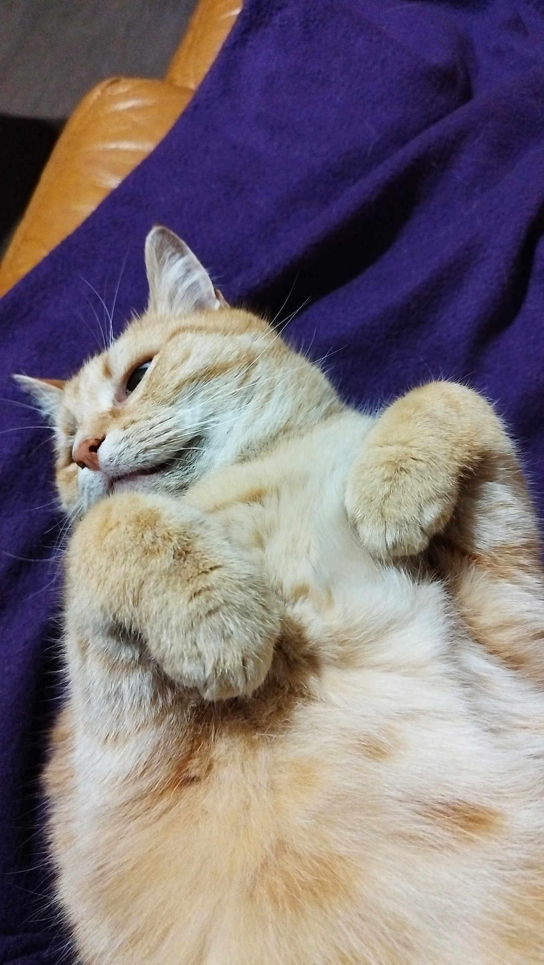 Piloute participe au concours pour gagner de l'argent avec cette photo : cat, ginger_cat, feline, pet, close_up, portrait, paws, fur, whiskers, ears, belly, relaxed, sleepy, blanket, purple_blanket, couch, leather_sofa, indoor, cute, nose