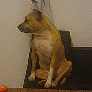 Daisy a rejoint le concours — aidez-le/la à gagner de superbes lots ! dog, sitting, chair, indoor, wooden_table, wall, pet, brown_dog, looking_away, furniture, domestic, animal, quiet, calm, household, tabletop, orange_cap, plastic_bottle, low_light, grainy