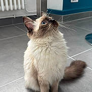Nala a rejoint le concours — aidez-le/la à gagner de superbes lots ! cat, fluffy, blue_eyes, indoor, tile_floor, curious, sitting, brown_paws, brown_ears, radiator, wall, plug, charger, tail, pet, feline, whiskers, fur, looking_up, domestic_animal