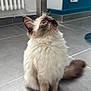 cat, fluffy, blue_eyes, indoor, tile_floor, curious, sitting, brown_paws, brown_ears, radiator, wall, plug, charger, tail, pet, feline, whiskers, fur, looking_up, domestic_animal