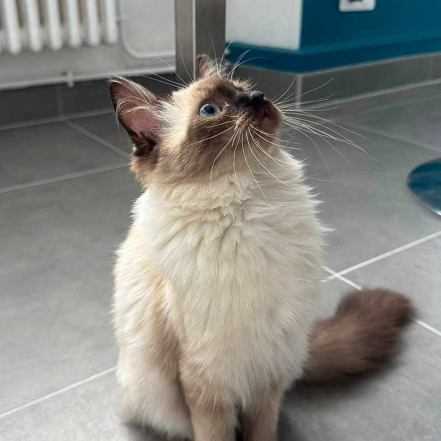 Nala a rejoint le concours — aidez-le/la à gagner de superbes lots ! blue_eyes, brown_ears, brown_paws, cat, charger, curious, domestic_animal, feline, fluffy, fur, indoor, looking_up, pet, plug, radiator, sitting, tail, tile_floor, wall, whiskers