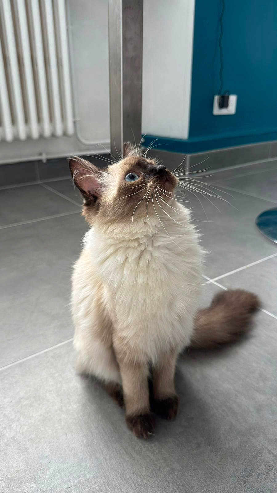 Nala a rejoint le concours — aidez-le/la à gagner de superbes lots ! cat, fluffy, blue_eyes, indoor, tile_floor, curious, sitting, brown_paws, brown_ears, radiator, wall, plug, charger, tail, pet, feline, whiskers, fur, looking_up, domestic_animal