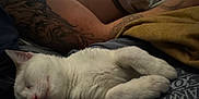 Zaza joined the competition — help win amazing prizes! cat, white_cat, sleeping_cat, pet, cozy, tattooed_arm, human_arm, blanket, bed, fur, whiskers, nap, indoor, close_up, relaxed, pillow, fabric, ownership, portrait, companion