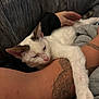 Zaza is registered to the contest to win money with this photo: cat, white_cat, pet, sleeping_cat, tattooed_arm, human_arm, cuddling, sofa, couch, indoor, close_up, paw, whiskers, nose, ears, fur, relaxed, blanket, tattoo, home