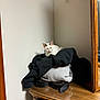 cat, white_cat, feline, pet, clothes_pile, sweatshirt, hoodie, belt, dresser, wooden_dresser, mirror, mirror_frame, indoor, wall_corner, tabletop, resting, cozy, reflection, pull_cord, fur