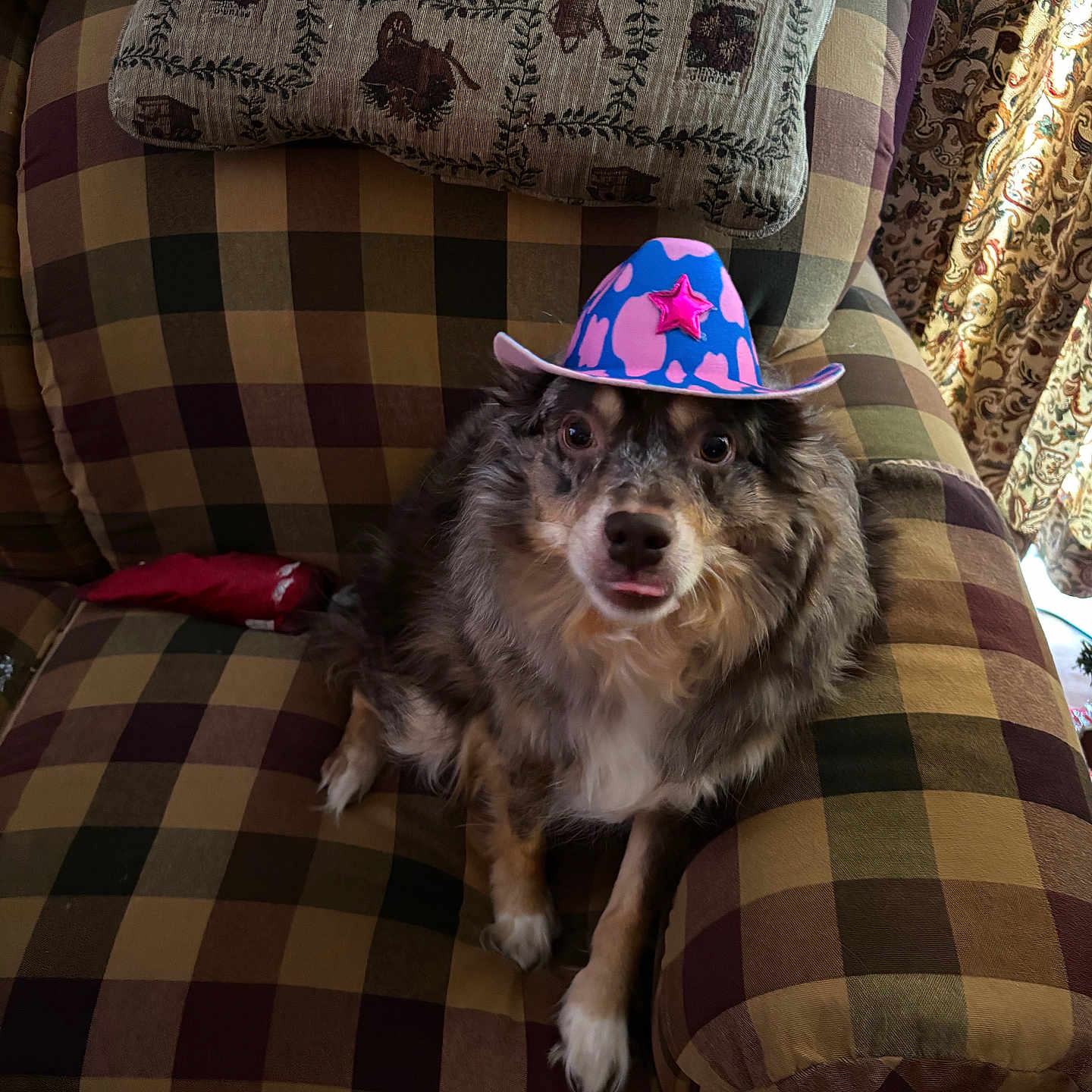 Dixie Lu Dumplin is registered to the contest to win money with this photo: armchair, black, blue, brown, checkered_pattern, cowboy_hat, cozy, curtains, cushion, dog, fur, hat, indoor, looking_up, patterned, pet, pink, sitting, star, white