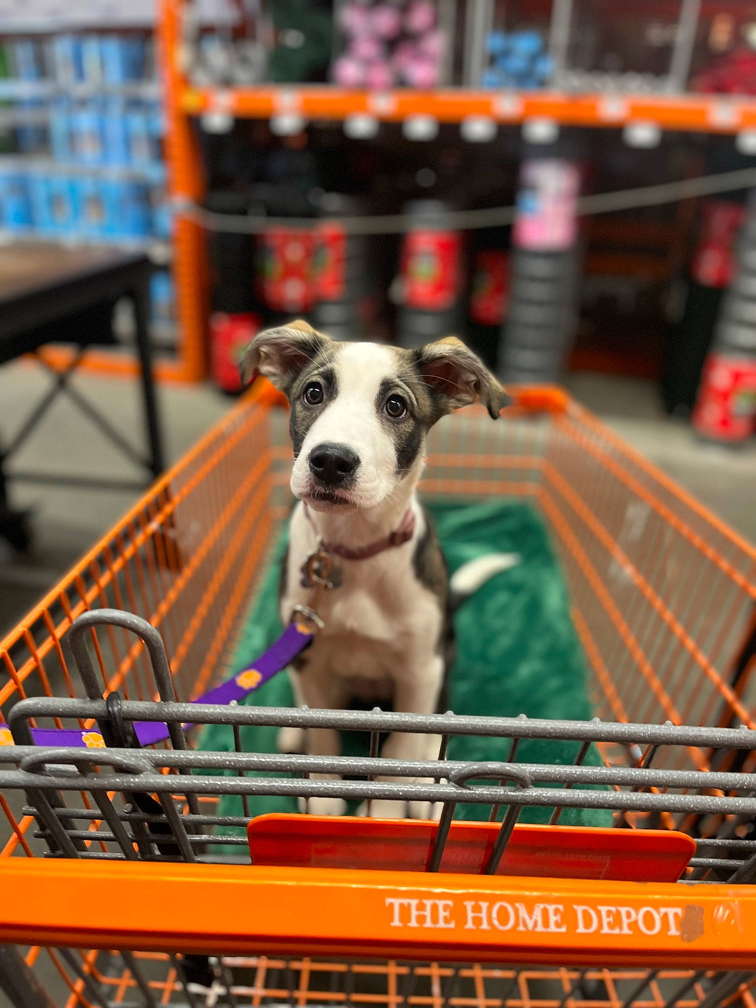 Willow is registered to the contest to win money with this photo: bookcase, canidae, carnivore, city, collar, companion_dog, dog, dog_breed, dog_supply, fawn, fun, leash, pet_supply, retail, shopping, shopping_cart, snout, sporting_group, table, working_animal