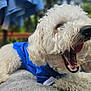 Zero joined the competition — help win amazing prizes! dog, white_dog, curly_fur, yawning, blue_shirt, pet, animal, outdoor, blanket, fur, closeup, canine, cute, resting, tongue, soft_texture, domestic_animal, muzzle, paw, relaxed