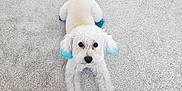 Zero is registered to the contest to win money with this photo: dog, white_dog, blue_paws, blue_ears, carpet, pet, animal, cute, curious, fluffy, indoor, lying_down, front_paws, stick, small_dog, groomed, playful, companion, domestic_animal, canine