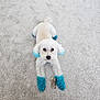 dog, white_dog, blue_paws, blue_ears, carpet, pet, animal, cute, curious, fluffy, indoor, lying_down, front_paws, stick, small_dog, groomed, playful, companion, domestic_animal, canine