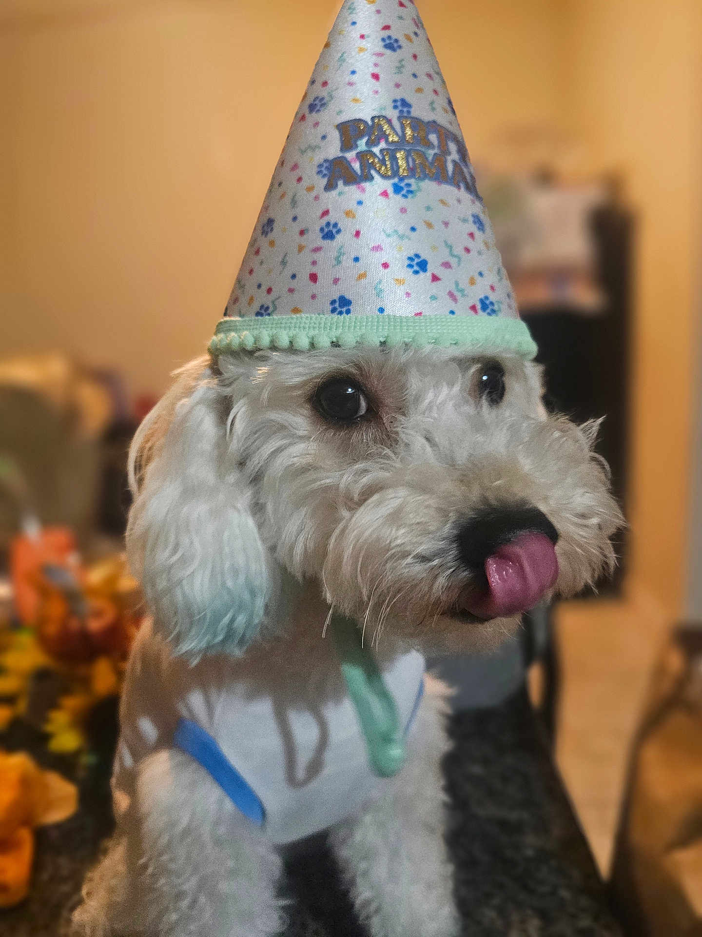 Zero joined the competition — help win amazing prizes! dog, party_hat, white_dog, fluffy, pet, cute, indoors, animal, tongue_out, costume, celebration, closeup, canine, fun, adorable, portrait, furry, domestic_animal, companion, playful
