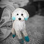 Zero is registered to the contest to win money with this photo: dog, poodle, white_dog, blue_dye, colored_paws, colored_ears, curly_fur, pet, indoor, carpet, blurred_background, animal, cute, fluffy, sitting, portrait, companion, domestic, small_dog, attention