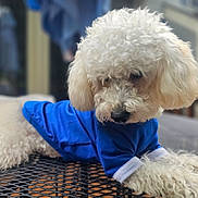 Zero joined the competition — help win amazing prizes! dog, white_dog, curly_fur, blue_shirt, pet, animal, outdoor, table, metal_mesh, relaxed, cute, fluffy, portrait, domestic_animal, fur, canine, resting, closeup, shallow_depth_of_field, daylight