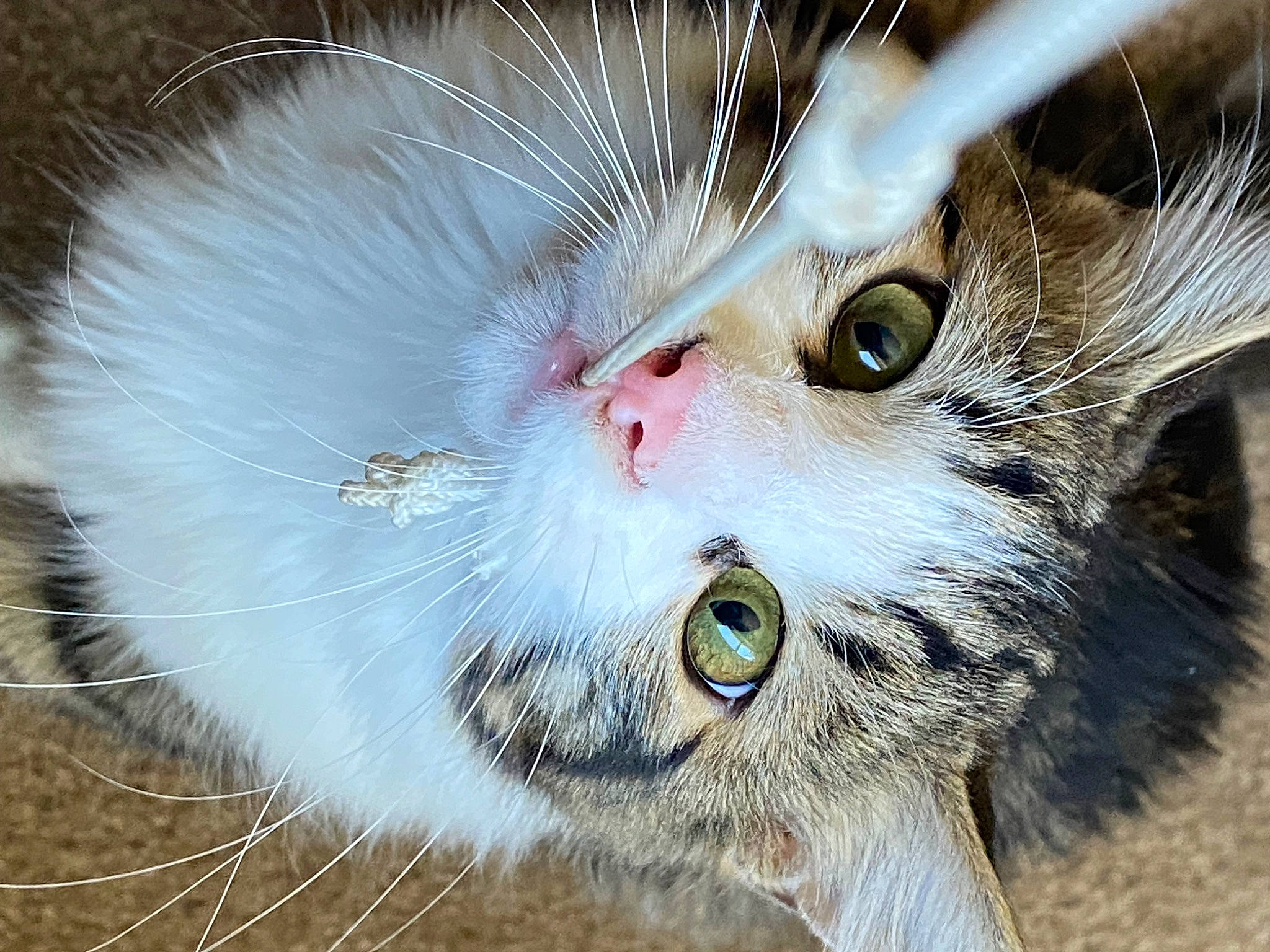 Joker joined the competition — help win amazing prizes! carnivore, cat, claw, close_up, domestic_short_haired_cat, eye, felidae, fur, head, macro_photography, photo_caption, plant, small_to_medium_sized_cats, snout, terrestrial_animal, whiskers, wildlife