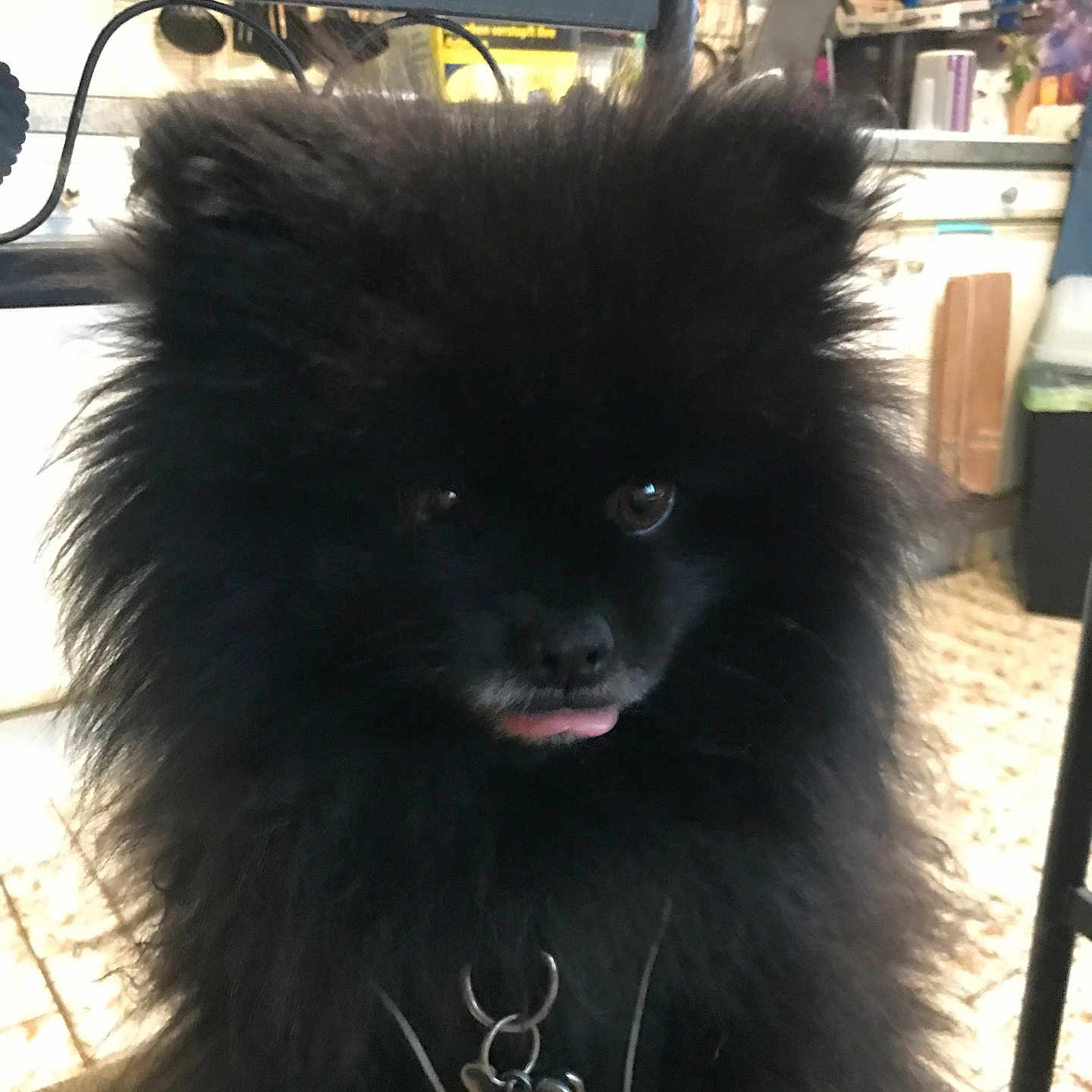 Saiko a rejoint le concours — aidez-le/la à gagner de superbes lots ! accessories, affenpinscher, animal, blackcat, canine, cat, chow, cockerspaniel, collar, dog, eskimodog, indoors, jewelry, leash, necklace, papillon, pet, puppy, shelf, terrier