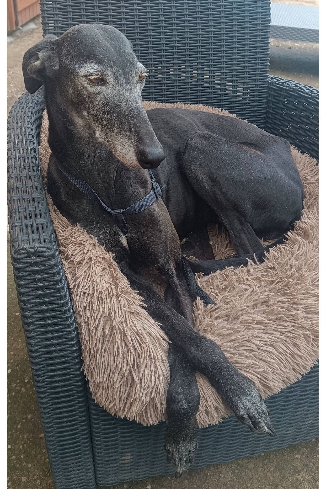 Ungara a rejoint le concours — aidez-le/la à gagner de superbes lots ! adaptation, fur, natural_material, primate, rectangle, snout, tail, terrestrial_animal, vertebrate, working_animal, wrinkle, zoo