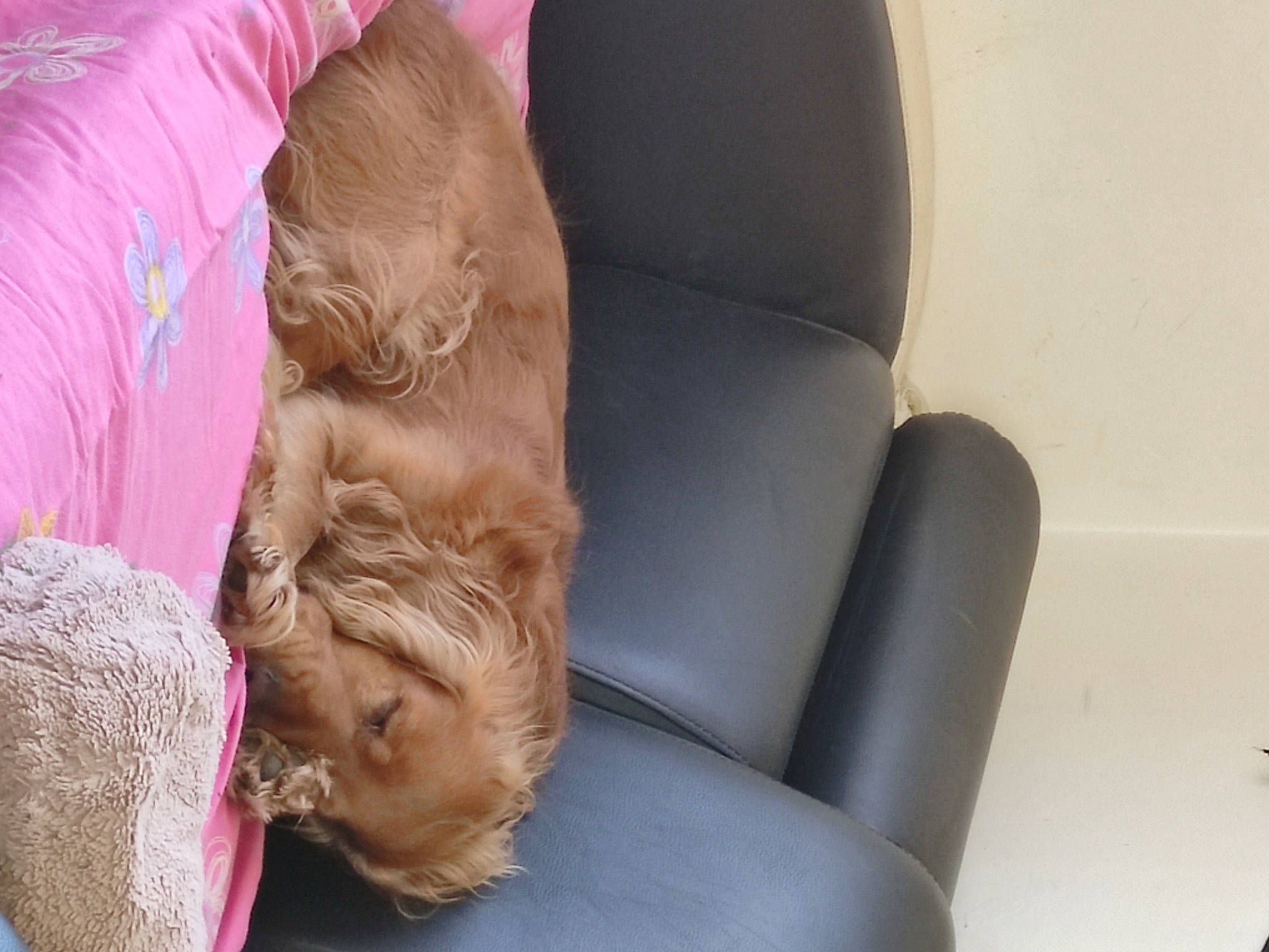 Joy a rejoint le concours — aidez-le/la à gagner de superbes lots ! brown_hair, canidae, child, comfort, companion_dog, fur, human_leg, leisure, liver, magenta, nap, sitting, sporting_group, thigh, toddler