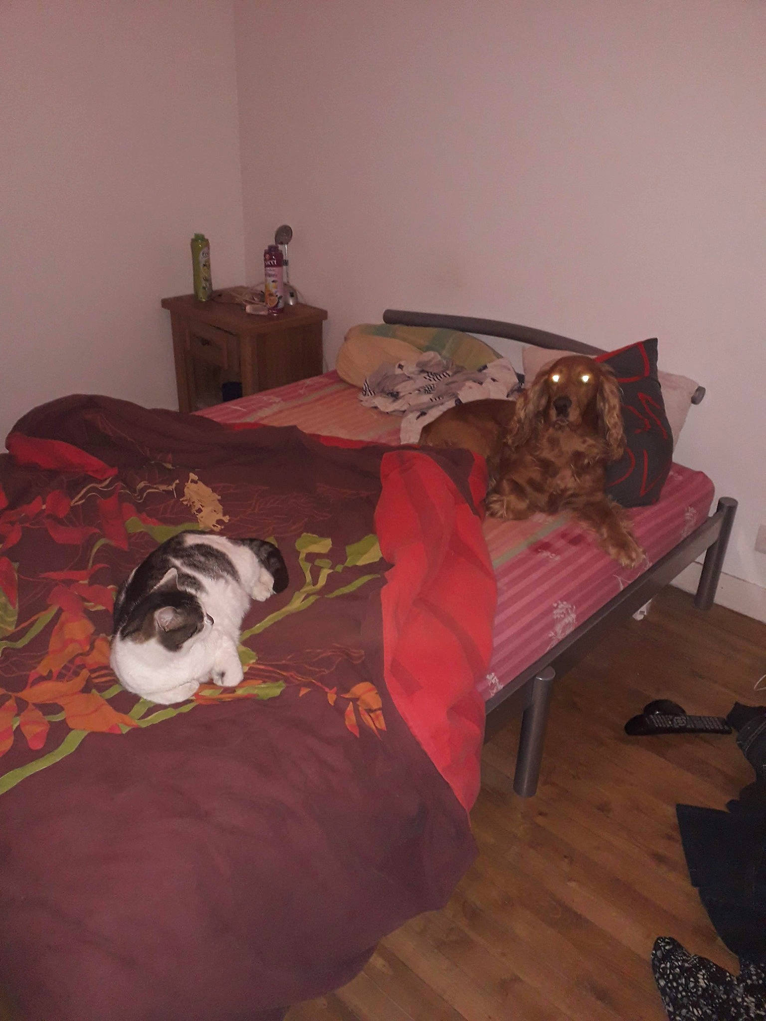 Pepsi a rejoint le concours — aidez-le/la à gagner de superbes lots ! bed_frame, bedroom, brown, carnivore, cat, comfort, companion_dog, dog, felidae, floor, flooring, grey, hardwood, interior_design, linens, living_room, mammal, pillow, textile, wood