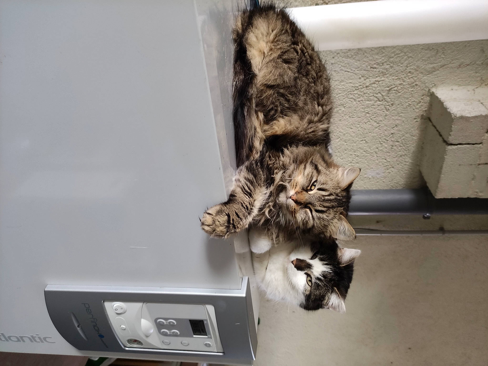 Pepsi participe au concours pour gagner de l'argent avec cette photo : carnivore, cat, claw, comfort, display_device, domestic_short_haired_cat, felidae, fur, grey, home_appliance, machine, paw, room, small_to_medium_sized_cats, snout, tail, television, whiskers, wood