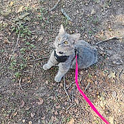 Kitty is registered to the contest to win money with this photo: kitten, gray_cat, harness, leash, yellow_eyes, outdoor, forest_floor, leaves, twigs, acorns, curious, pet, young_cat, nature, sunlight, ground, animal, cute, small, walking