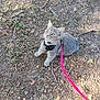 kitten, gray_cat, harness, leash, yellow_eyes, outdoor, forest_floor, leaves, twigs, acorns, curious, pet, young_cat, nature, sunlight, ground, animal, cute, small, walking