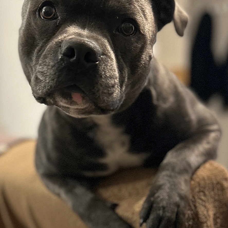 Colin