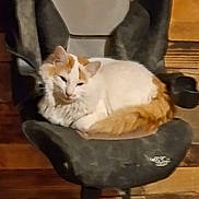Bobin joined the competition — help win amazing prizes! cat, animal, pet, feline, car_seat, black_seat, wooden_wall, indoor, resting, curled_up, orange_and_white, fluffy, cozy, relaxed, mounted_seat, furniture, sleepy, domestic_cat, house_cat, quiet