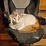 cat, animal, pet, feline, car_seat, black_seat, wooden_wall, indoor, resting, curled_up, orange_and_white, fluffy, cozy, relaxed, mounted_seat, furniture, sleepy, domestic_cat, house_cat, quiet