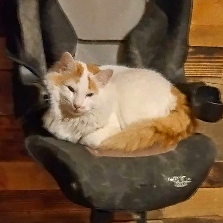 Bobin joined the competition — help win amazing prizes! cat, animal, pet, feline, car_seat, black_seat, wooden_wall, indoor, resting, curled_up, orange_and_white, fluffy, cozy, relaxed, mounted_seat, furniture, sleepy, domestic_cat, house_cat, quiet