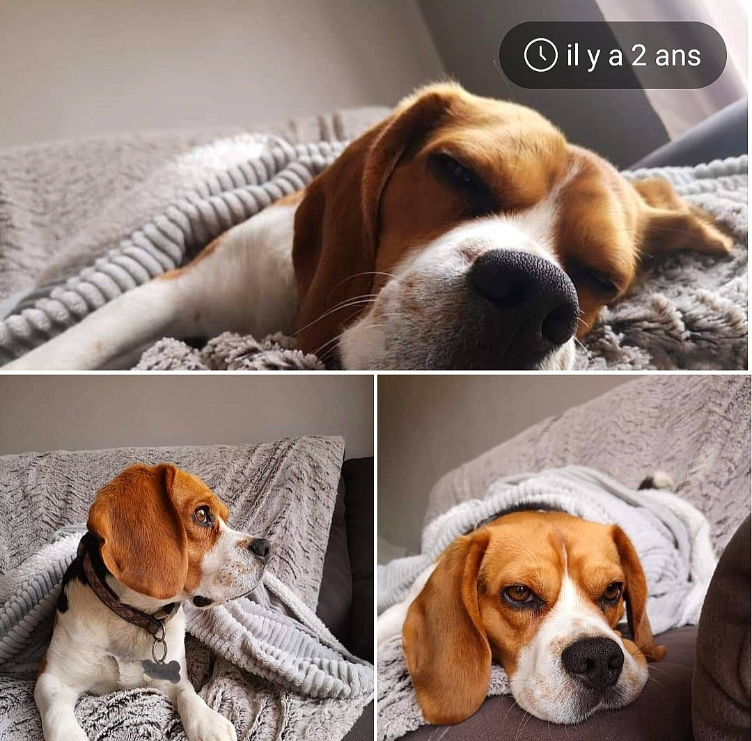 Ness a rejoint le concours — aidez-le/la à gagner de superbes lots ! carnivore, collage, collar, comfort, companion_dog, dog, dog_breed, dog_collar, dog_supply, fawn, fur, hound, liver, mammal, pet_supply, photo_caption, scent_hound, snout, sporting_group, vertebrate