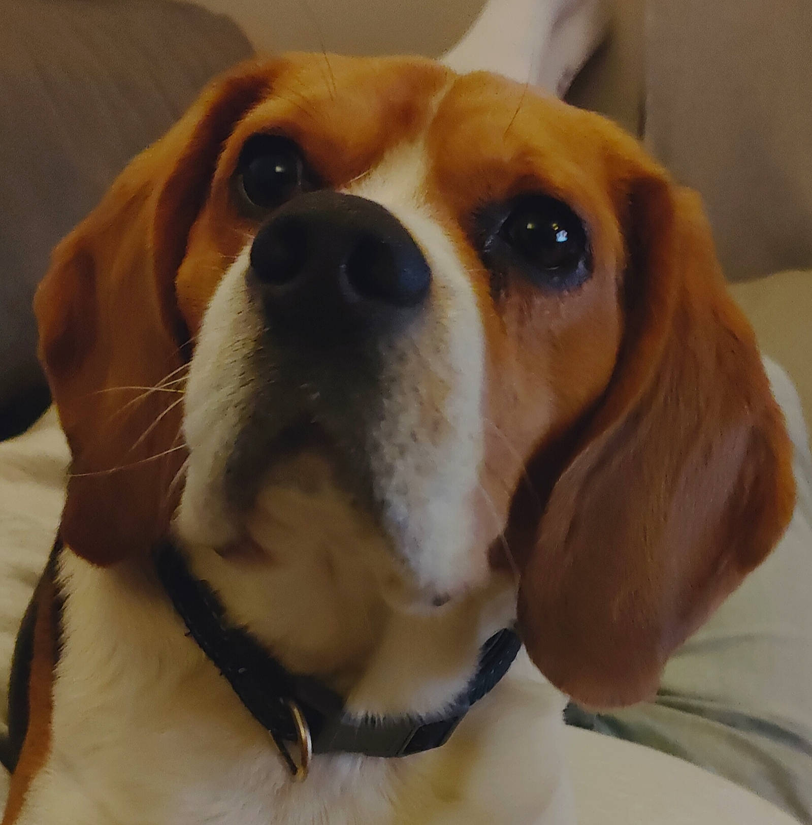 Ness a rejoint le concours — aidez-le/la à gagner de superbes lots ! beagle, canidae, carnivore, collar, companion_dog, dog, dog_breed, dog_collar, ear, fawn, fur, hound, liver, paw, pet_supply, scent_hound, snout, sporting_group, whiskers, working_animal