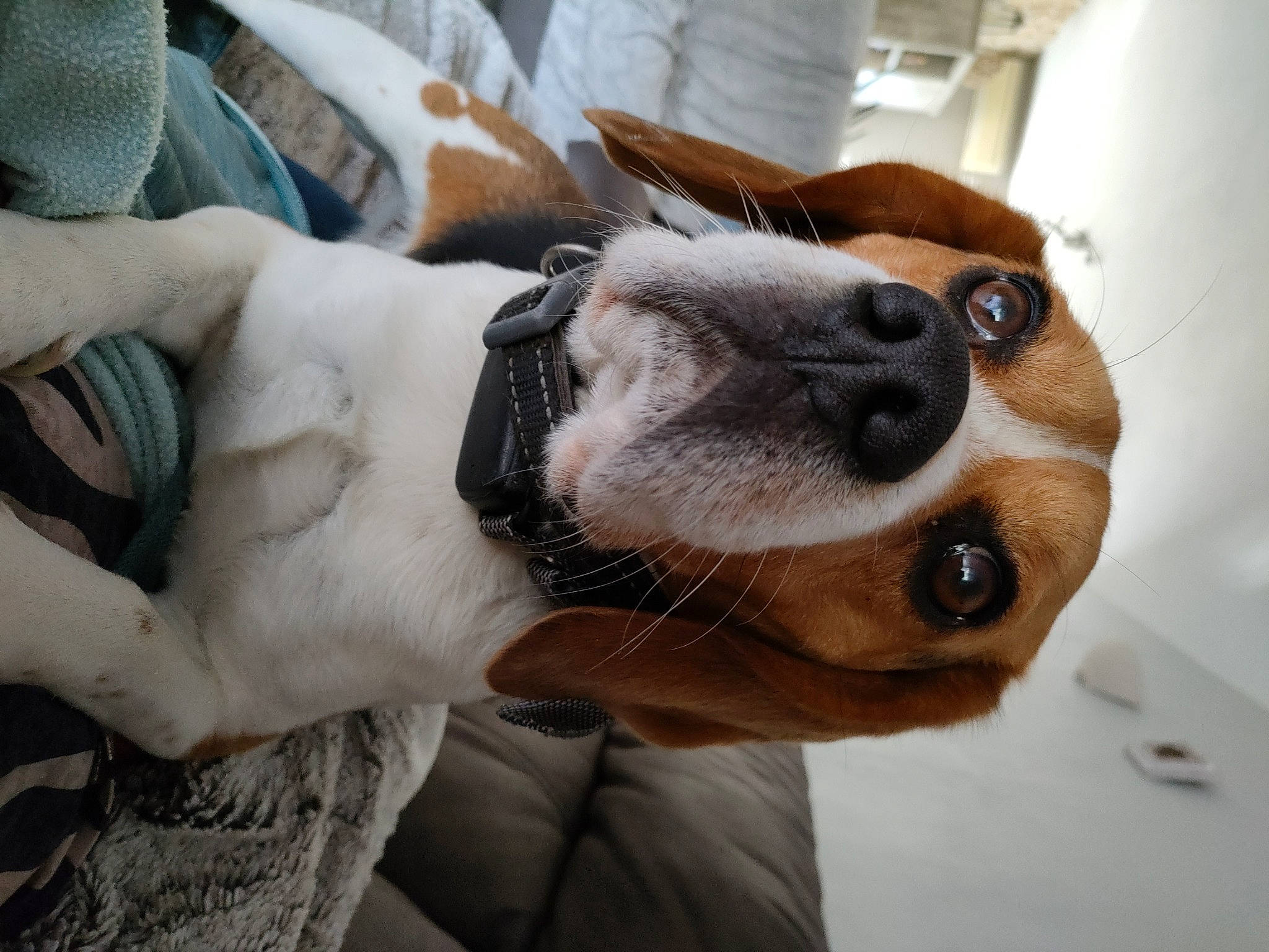 Ness a rejoint le concours — aidez-le/la à gagner de superbes lots ! canidae, carnivore, collar, comfort, companion_dog, couch, dog, dog_breed, ear, eyewear, fawn, fur, nap, non_sporting_group, paw, snout, sporting_group, sunglasses, whiskers, working_animal