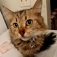 Freyja is registered to the contest to win money with this photo: cat, tabby, close_up, fluffy, pet, collar, charm, curious, indoor, feline, whiskers, ears, tail, table, light_switch, furniture, brown, yellow_eyes, cute, domestic_animal