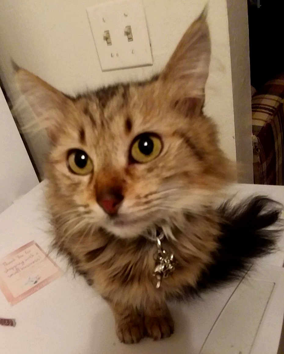 Freyja