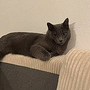 Appolo participe au concours pour gagner de l'argent avec cette photo : cat, gray_cat, feline, pet, animal, indoor, couch, furniture, relaxed, resting, texture, beige, gray, wall, shadow, domestic_animal, cute, cozy, comfortable, living_room