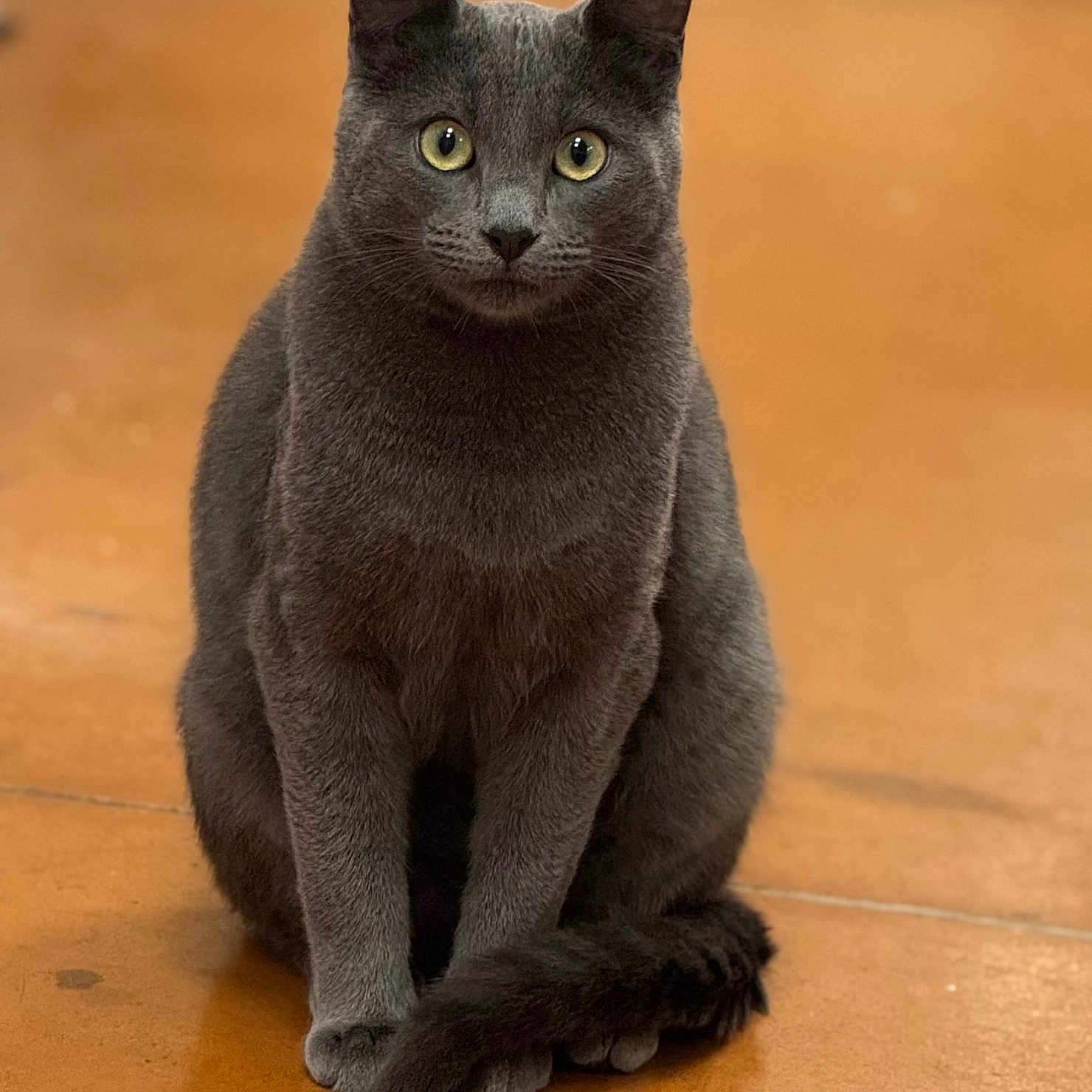 Appolo a rejoint le concours — aidez-le/la à gagner de superbes lots ! cat, gray_cat, sitting, indoor, pet, animal, feline, tail, floor, eyes, portrait, whiskers, fur, cute, domestic_animal, calm, looking, mammal, closeup, relaxed