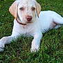 puppy, dog, grass, outdoor, pet, animal, collar, young, cute, lawn, sunlight, greenery, garden, relaxed, adorable, canine, nature, summer, resting, domestic