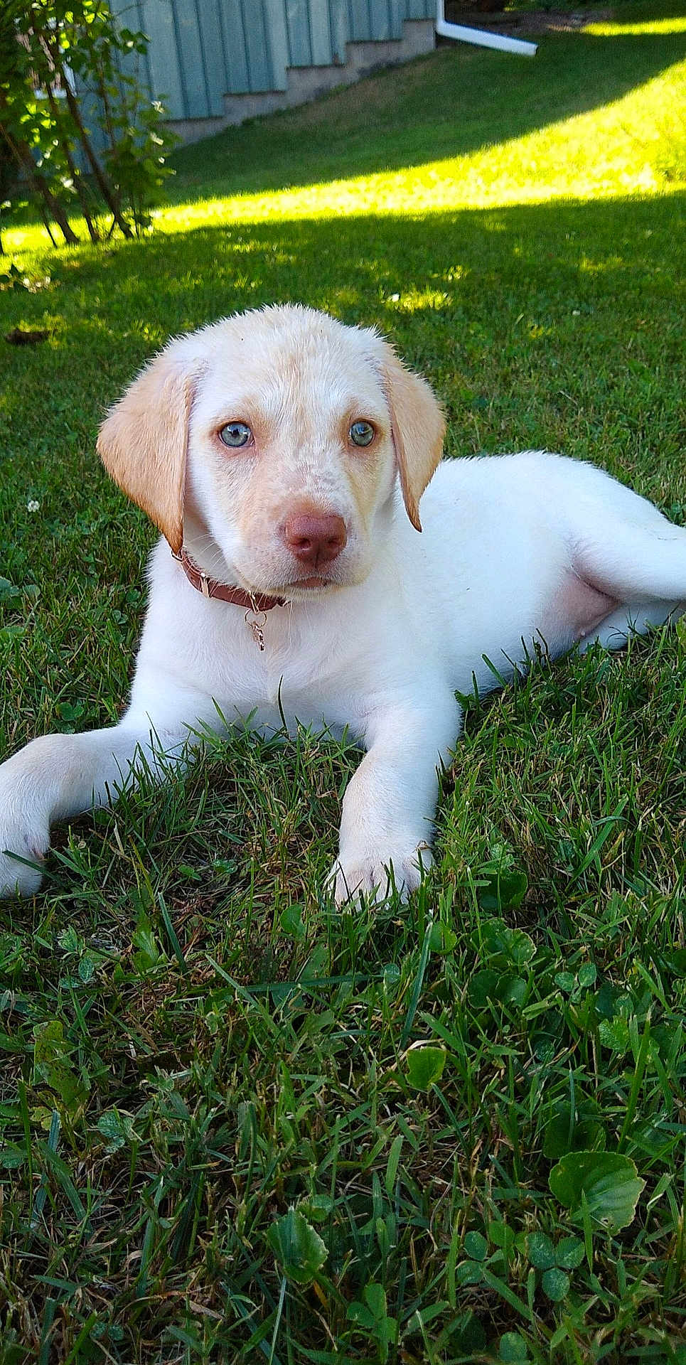 Sadie